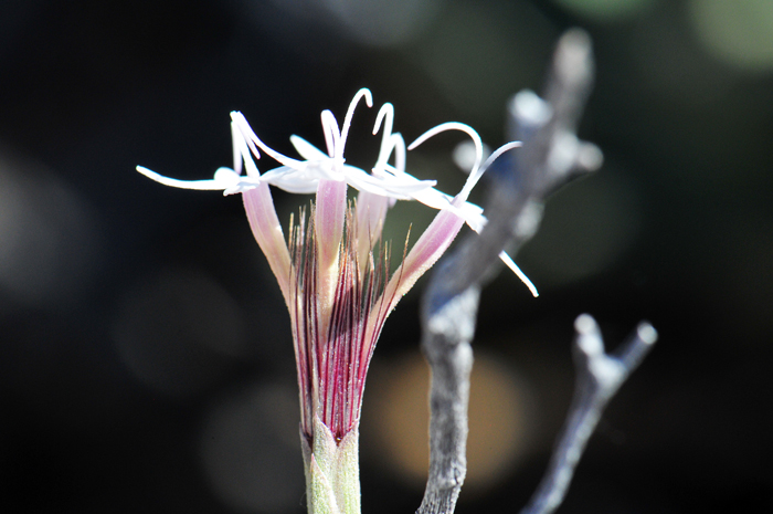 Bigelow's Bristlehead has only 4 disk flowers; note in photograph of side view of bud, 2 of the 4 flowers. Also note rough, gland-dotted phyllaries subtending flowers. Carphochaete bigelovii